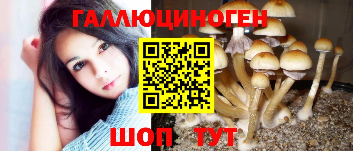 Великий Новгород  Псилоцибиновые грибы GOLDEN TEACHER  Вход с VPN  Псилоцибиновые грибы Psilocybine cubensis 